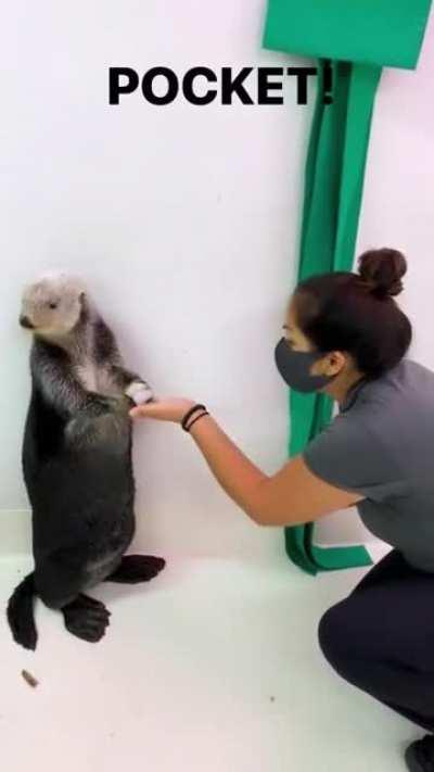 TIL sea otters have pockets