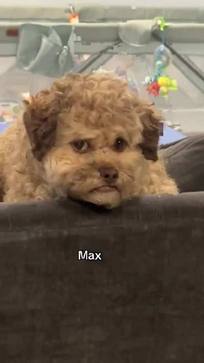 That's the most human looking dog i've ever seen