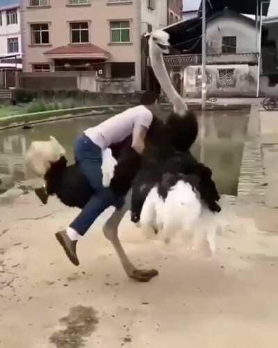 Trying to ride a Ostrich