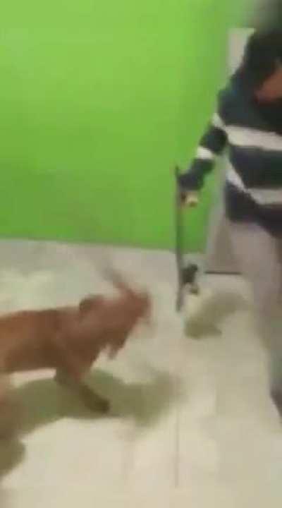 Dog with Machete brutally attacks friendly skateboarder.