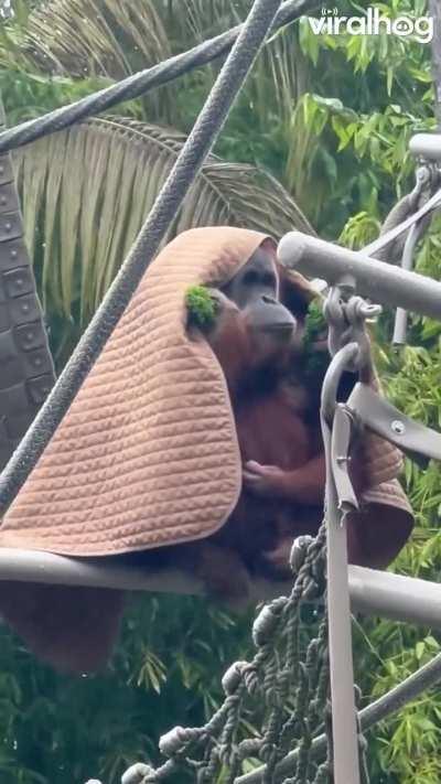 The kind of weather that makes me want to curl up under a blanket while eating broccol