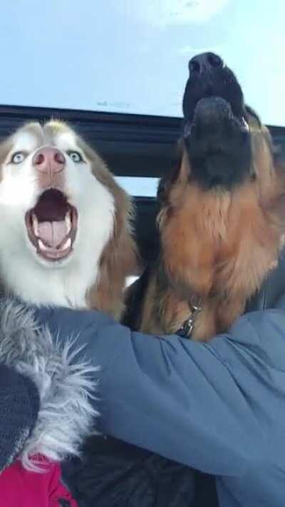 They may be a wee bit dramatic