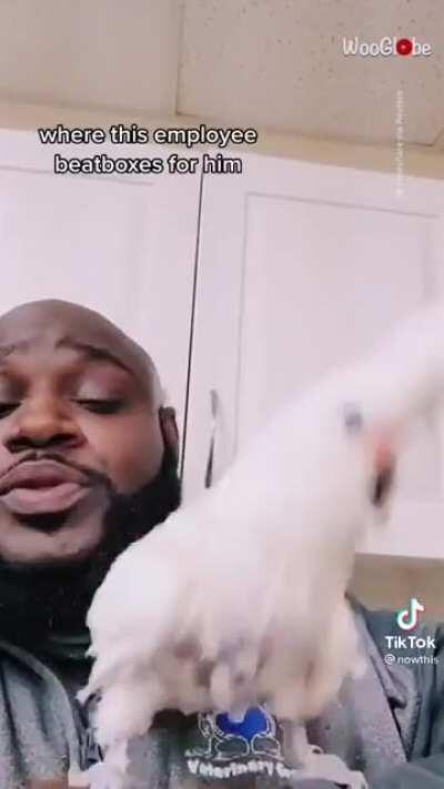 This cockatoo dancing like a human