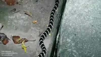 Real example of tail-shedding to escape predation (krait vs skink)