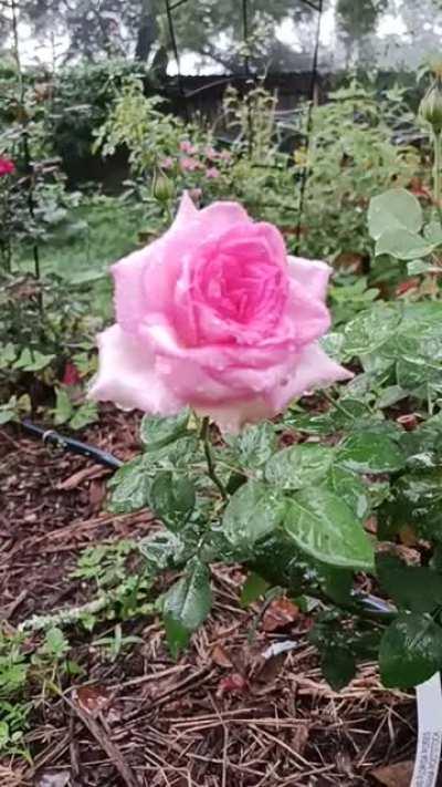 Rain kissed rose in Central Florida this morning