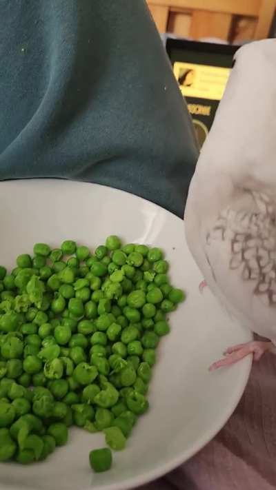 The nuggets yearn for the green orbs