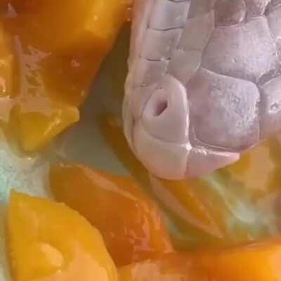 🔥 Blue-tongued skink skinking some skinks