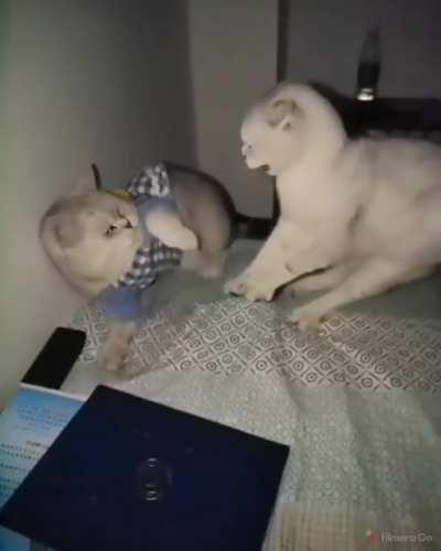 Don't let the cute outfit fool you