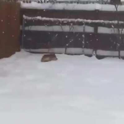Some first-snowfall-of-the-year Zoomies.