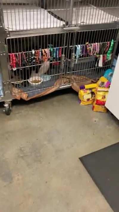 Kissy, our fifteen year old shelter security guard is excited to start his day patrolling the halls of the human society.