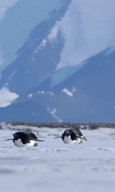 Chubby penguins are having fun in the snow.