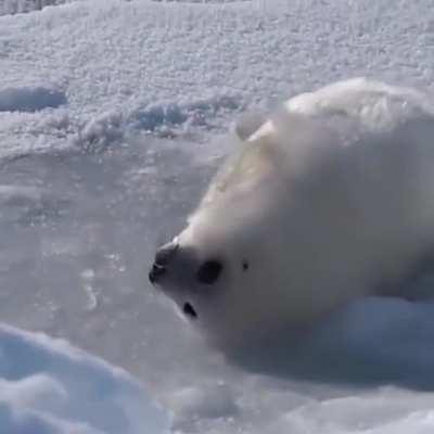 The harp seal pup often has a yellow-white coat at birth due to staining from amniotic fluid, but after one to three days, the coat turns white and stays white for 2–3 weeks, until the first molt. Adolescent harp seals have a silver-gray coat spotted with