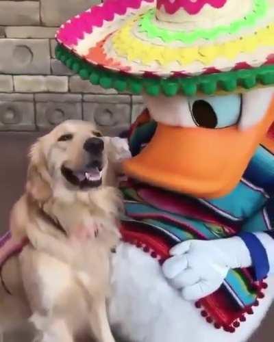 Dog meets the real-life version of her favorite toy