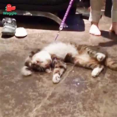 Cat.exe