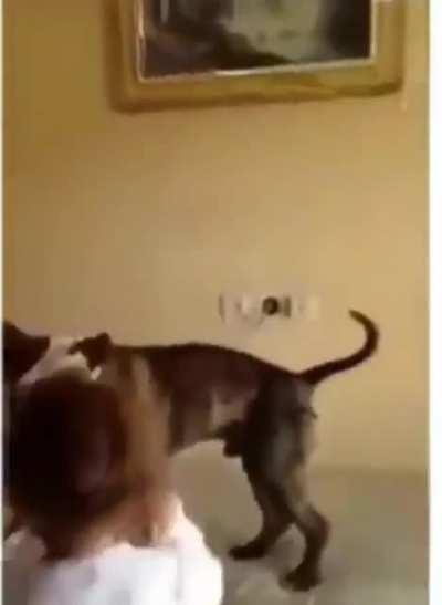 Kids teach their dog how to bounce on bed