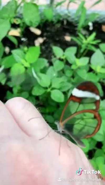 Glasswing Butterfly