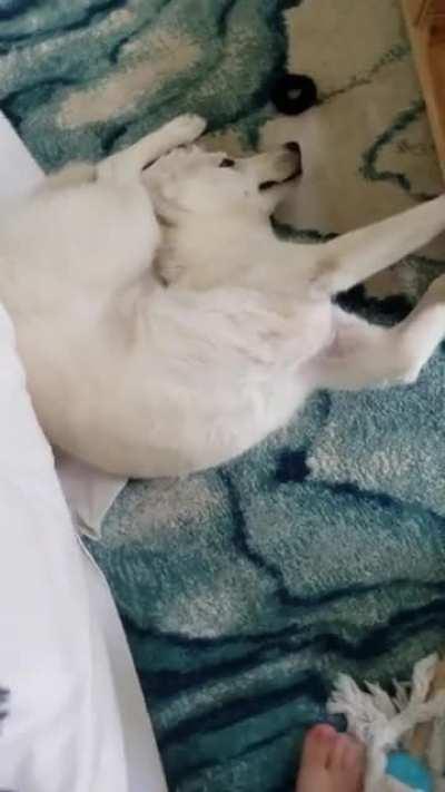 a ver casualy dog scorpion