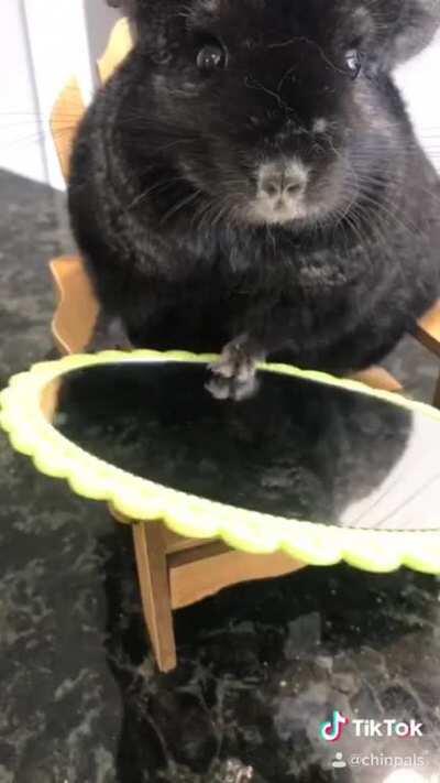 Henry, Chip, Knox, and Linus- a chinchilla quartet