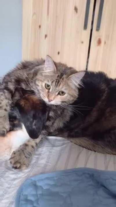 Food is more important than cuddles