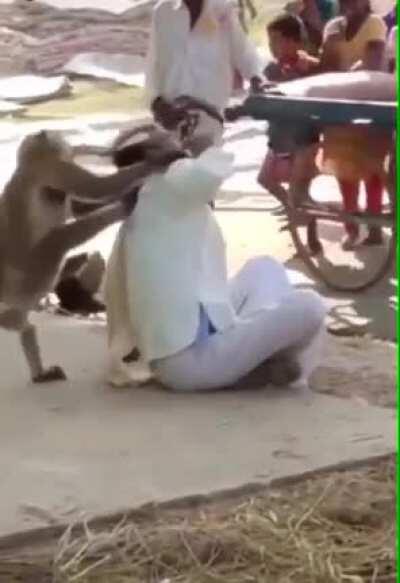 Why you must avoid wild animals