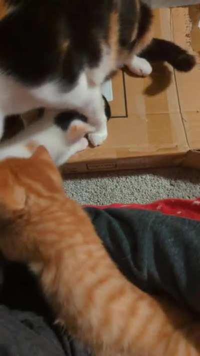 Smol orange criminal yelling at the warden