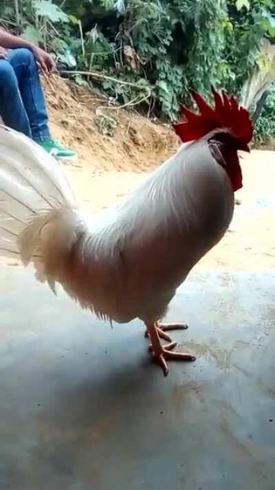 chancletas before hoes