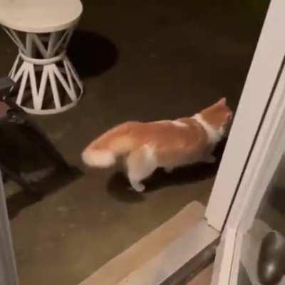 the whole essence of cats in 30 seconds