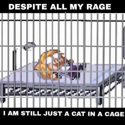 Despite all my rage I'm still just a cat in a cage