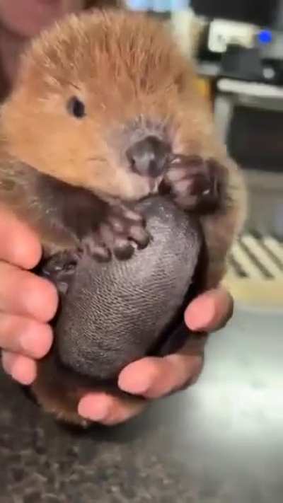 Here, take this baby beaver+