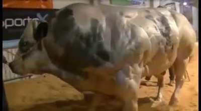 red bull from this guy would definitely make you fly