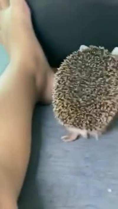 Such a cute and loyal pet