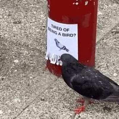 Inspiring footage of government surveillance drones rejecting their purpose