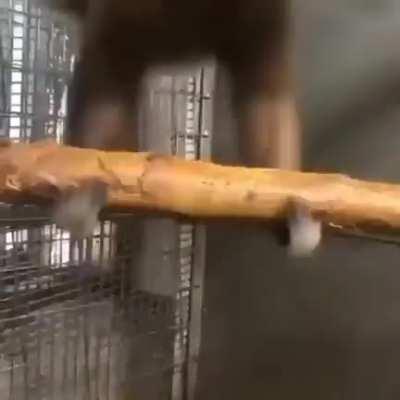 Reject humanity embrace monke