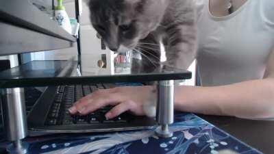 Cat reacts to his seat being taken.