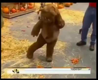 That time when an Ewok appeared on the Today Show and started moonwalking
