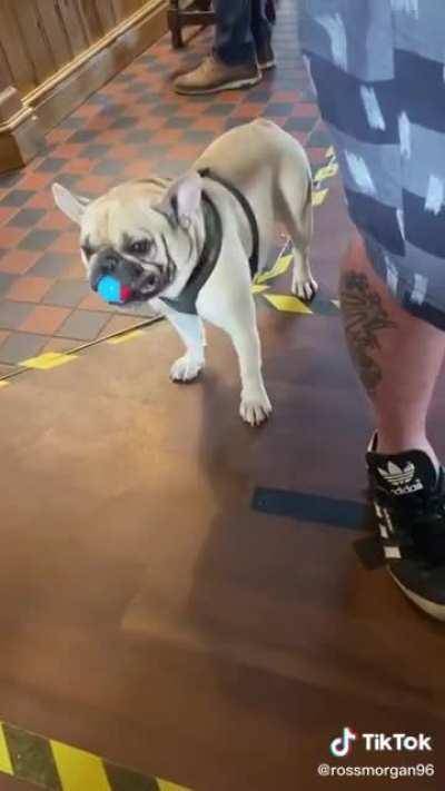 Assassin dog takes out paparazzi