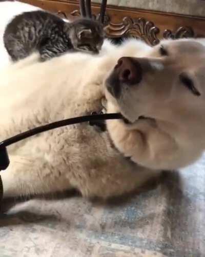 Walking In The Floof