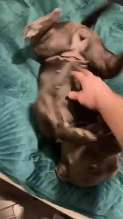 When you scout the house looking for the dog, there’s only one place she’ll be