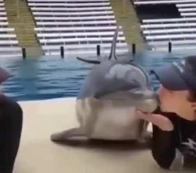 The happiest Dolphin you'll ever see!