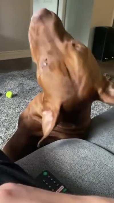 The cutest dog baby boy on this earth.