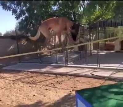 This dog is a different breed