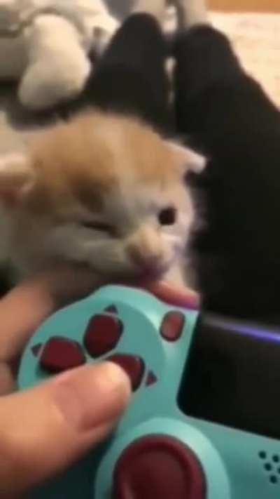 ViCiouS aNiMAl rIPs oUt maN's FiNGer fOr fuN