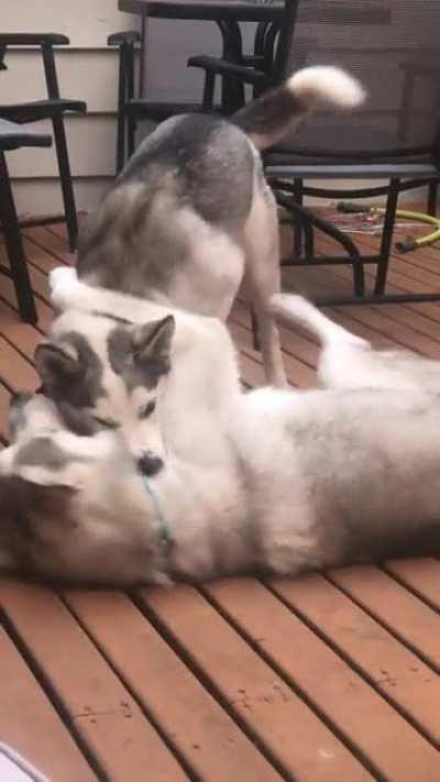 Just taking him for a spin [OC]