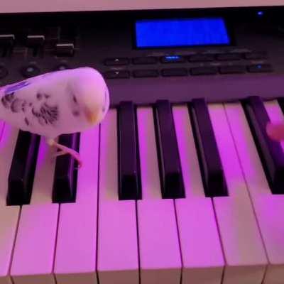 Synthy Birb