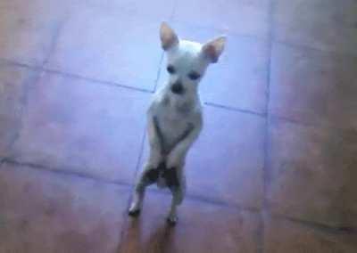 My dog dancing