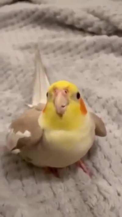 Discobirb