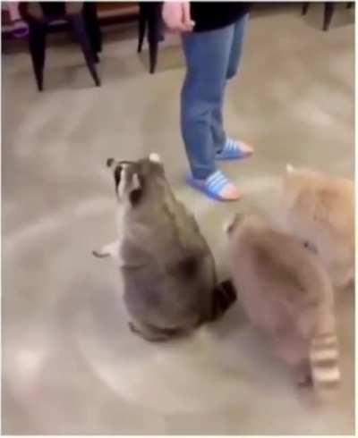 Trash panda doing tricks
