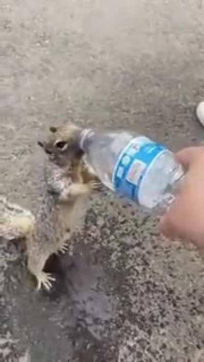 Squirrel Asking For Water