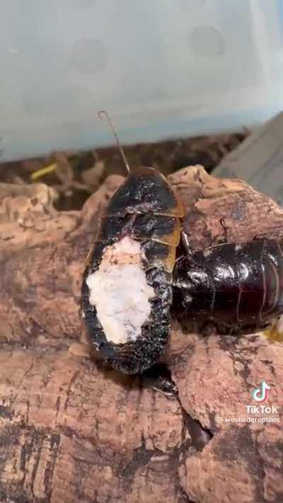 zombie cockroach 🪳🧟