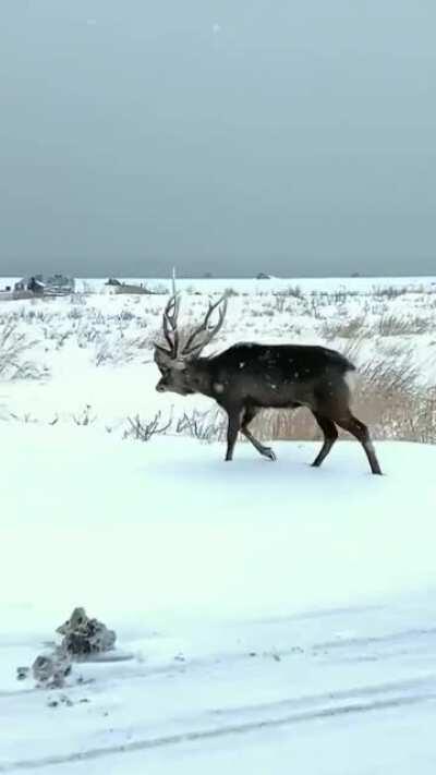 This deer has the head and antlers of a rival stuck in its antlers.